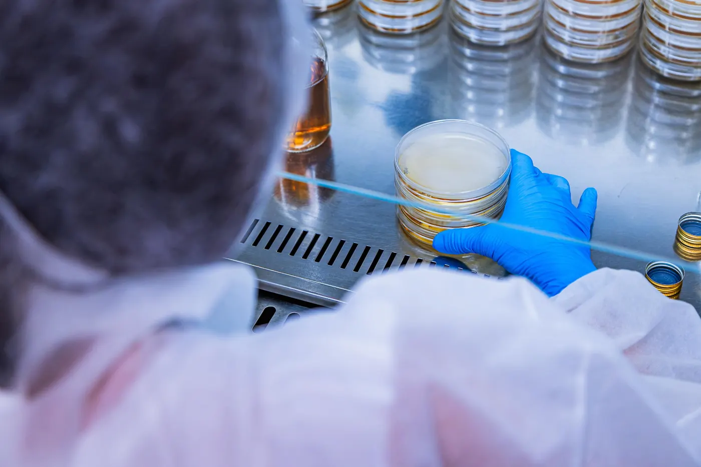 Tecnica di laboratorio con guanti blu maneggia una piastra Petri sotto cappa durante il controllo qualità
